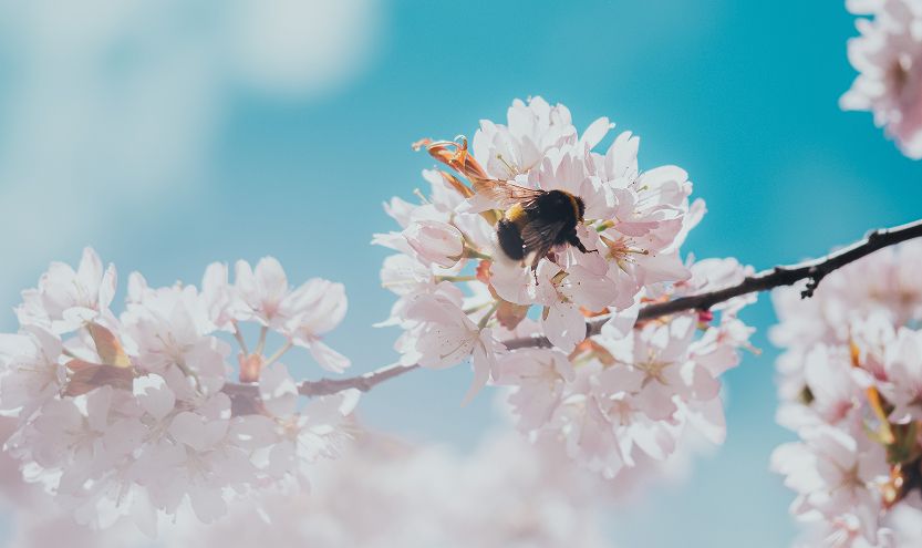 Spring Cashback Promotion