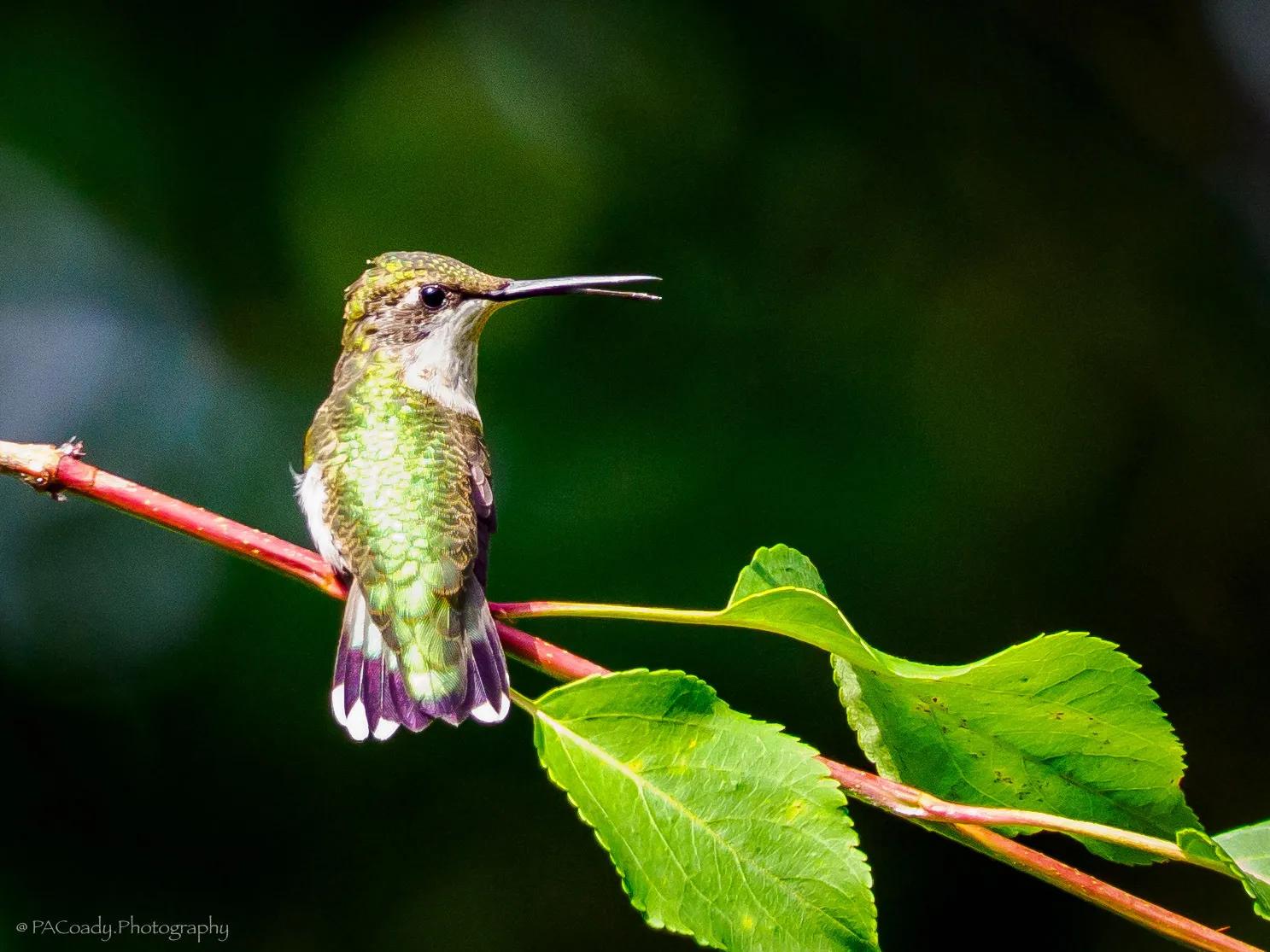 Birding User Gallery Peter A. Coady Image 4