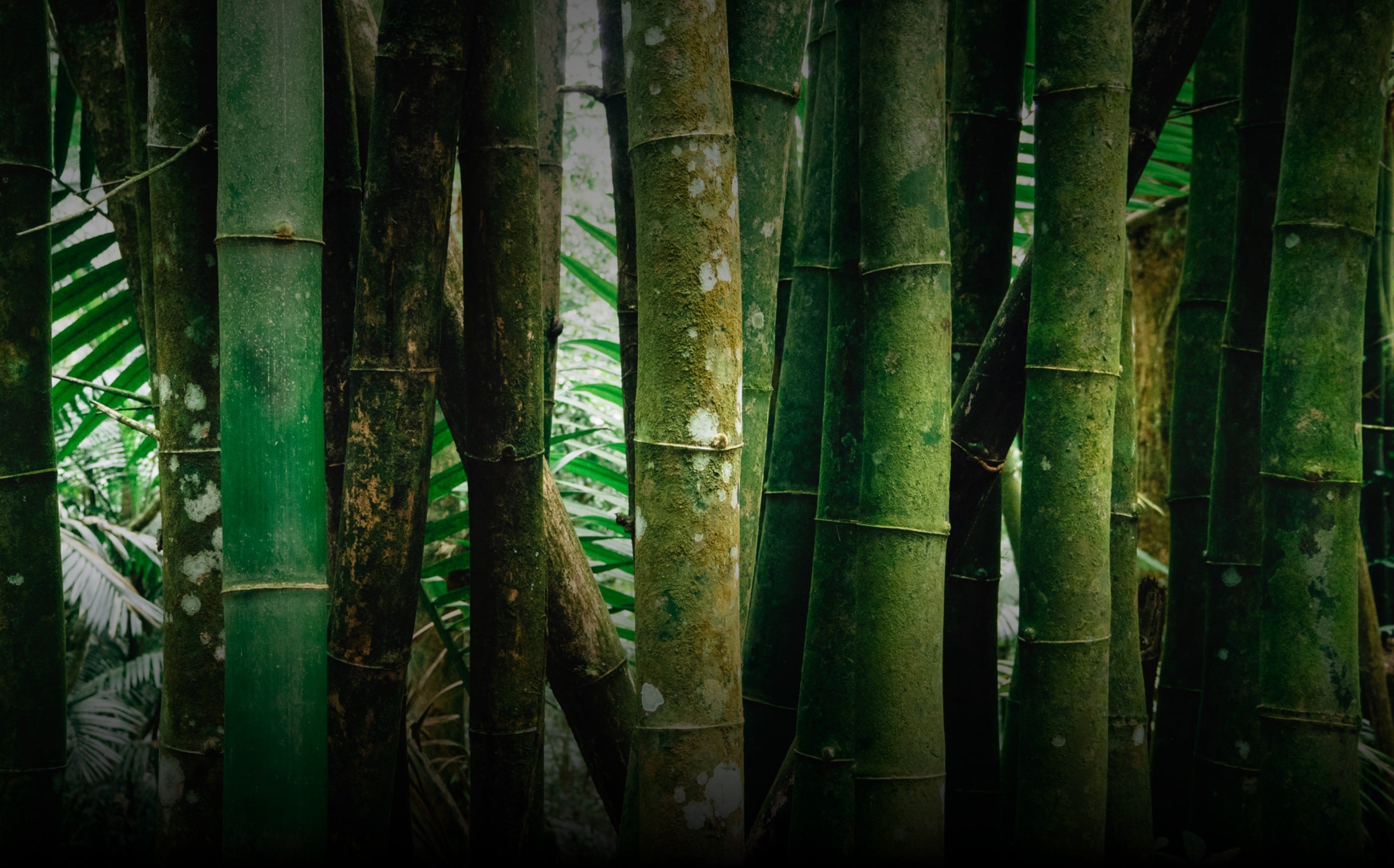 Buy M.Zuiko Digital ED 14-42mm F3.5-5.6 EZ OM From OM SYSTEM