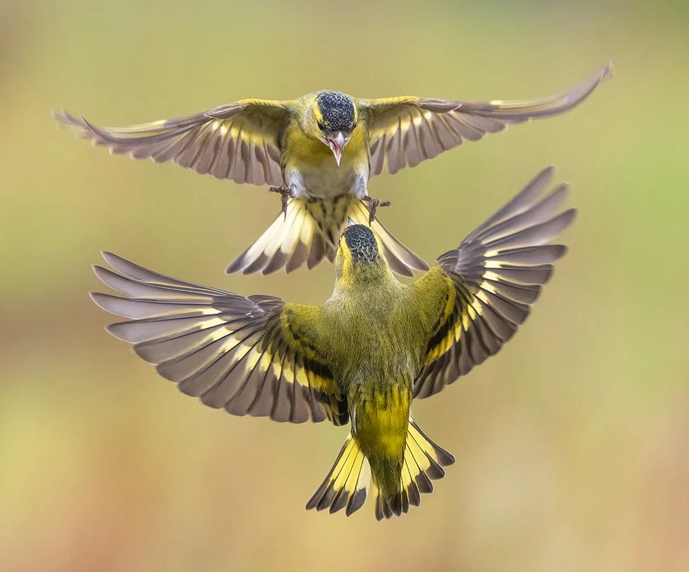 Gallery image Andrew Fusek Peters Bird action