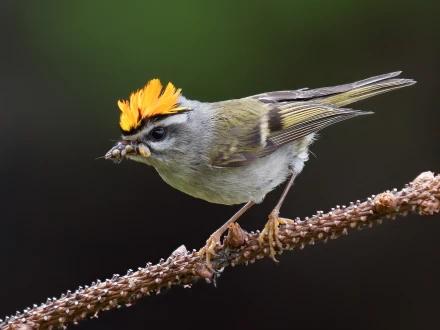 Roitelet à couronne dorée sur une branche, photographié avec l'OM-1 Mark II et l'objectif M.Zuiko ED 50-200mm F2.8 IS PRO.