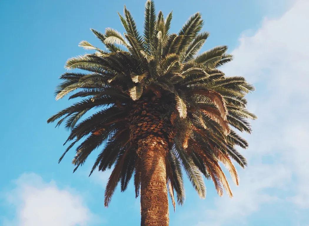 Photo of a Palm tree shot with the OM SYSTEM OM-3.