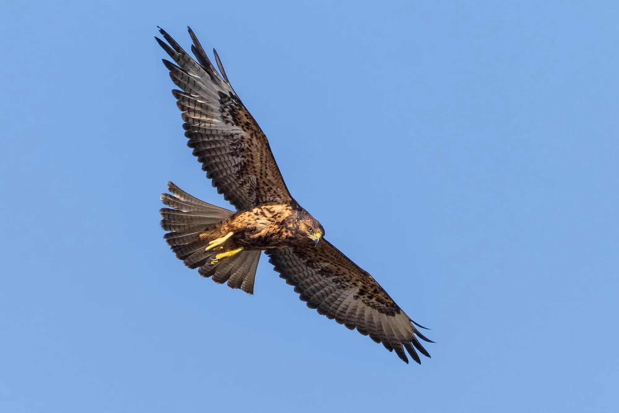 Birding Ambassador Gallery Lee Image 2