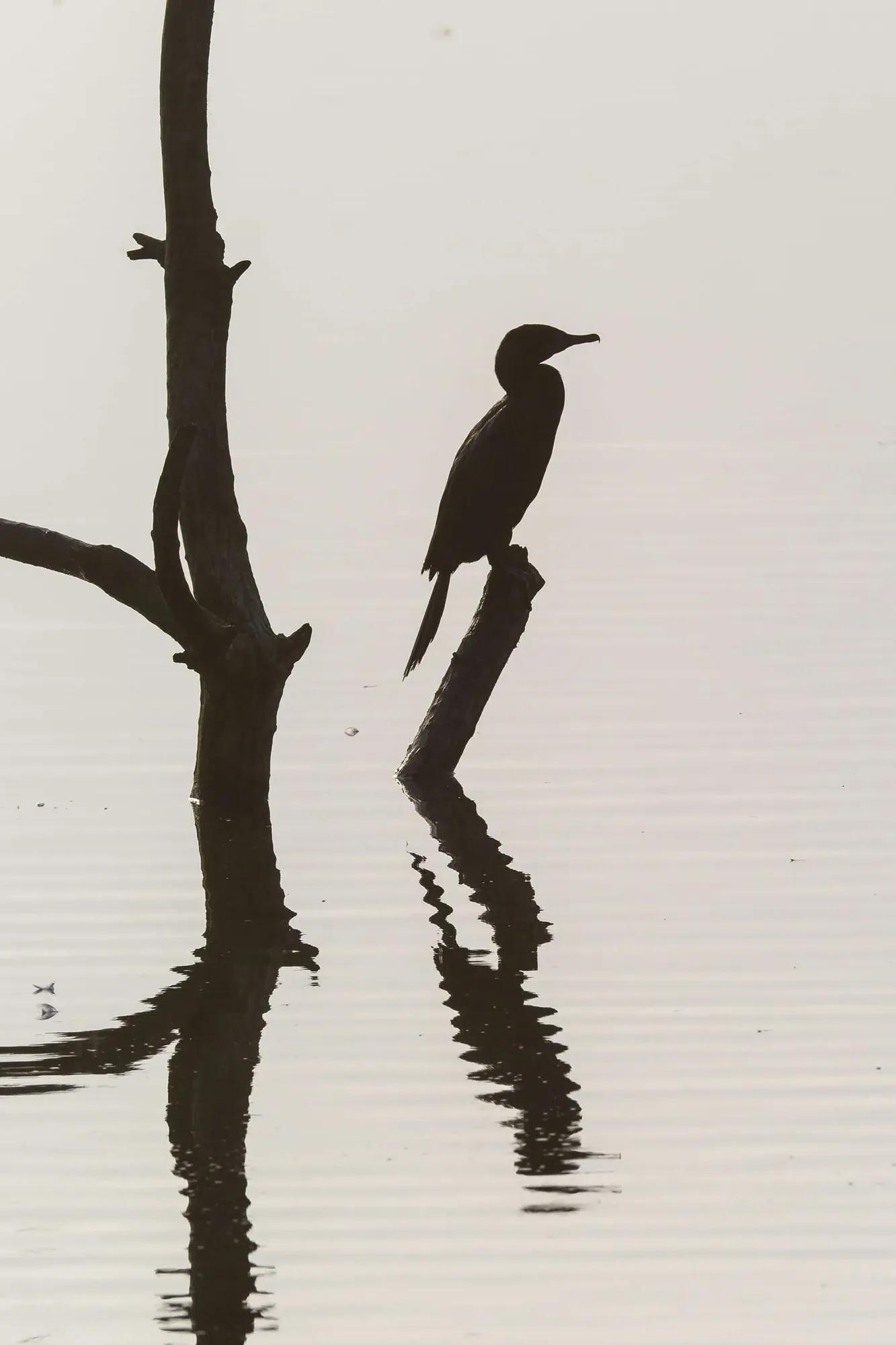 Birding Ambassador Gallery Lee Image 4