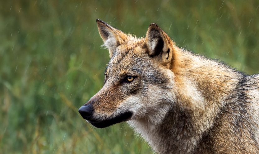 Nature & Wildlife Promotion