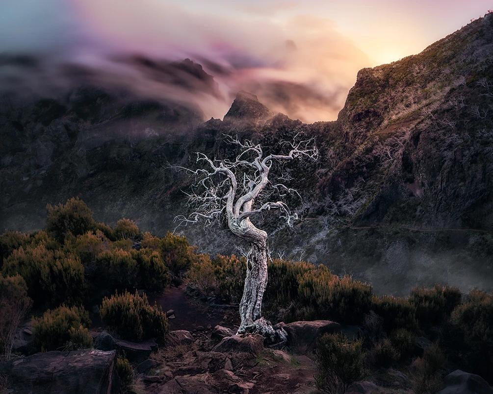 Gallery image Moises Cugat tree landscape