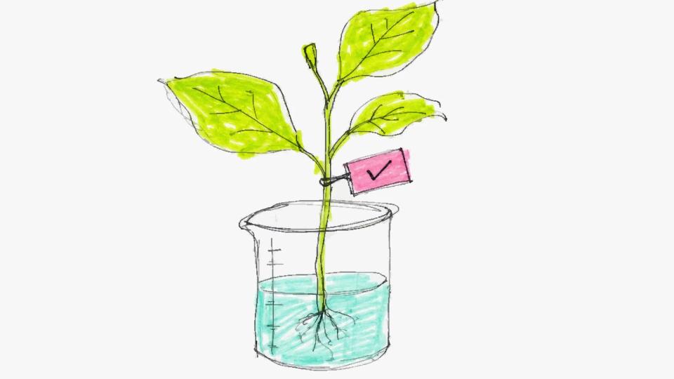 Uma planta folhosa crescendo fora de um béquer de laboratório com uma etiqueta de verificação no seu caule.