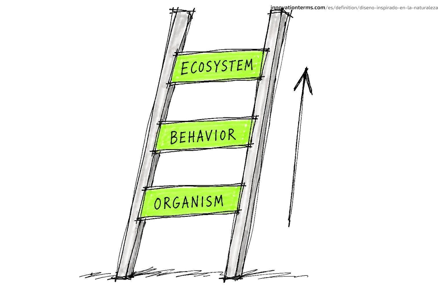 A ladder rises through three rungs labeled Organism, Behavior, and Ecosystem.