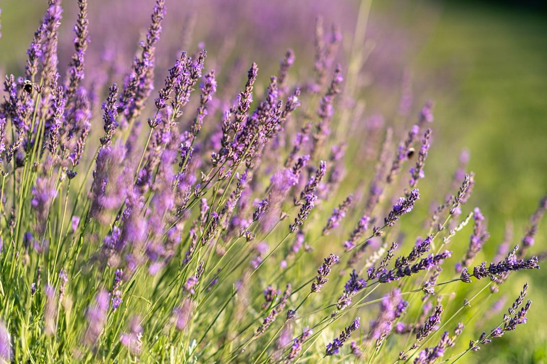 Lavender oil for sleep — lavender field used in aromatherapy research