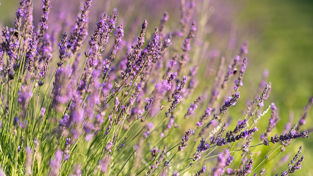 Lavender oil for sleep — lavender field used in aromatherapy research