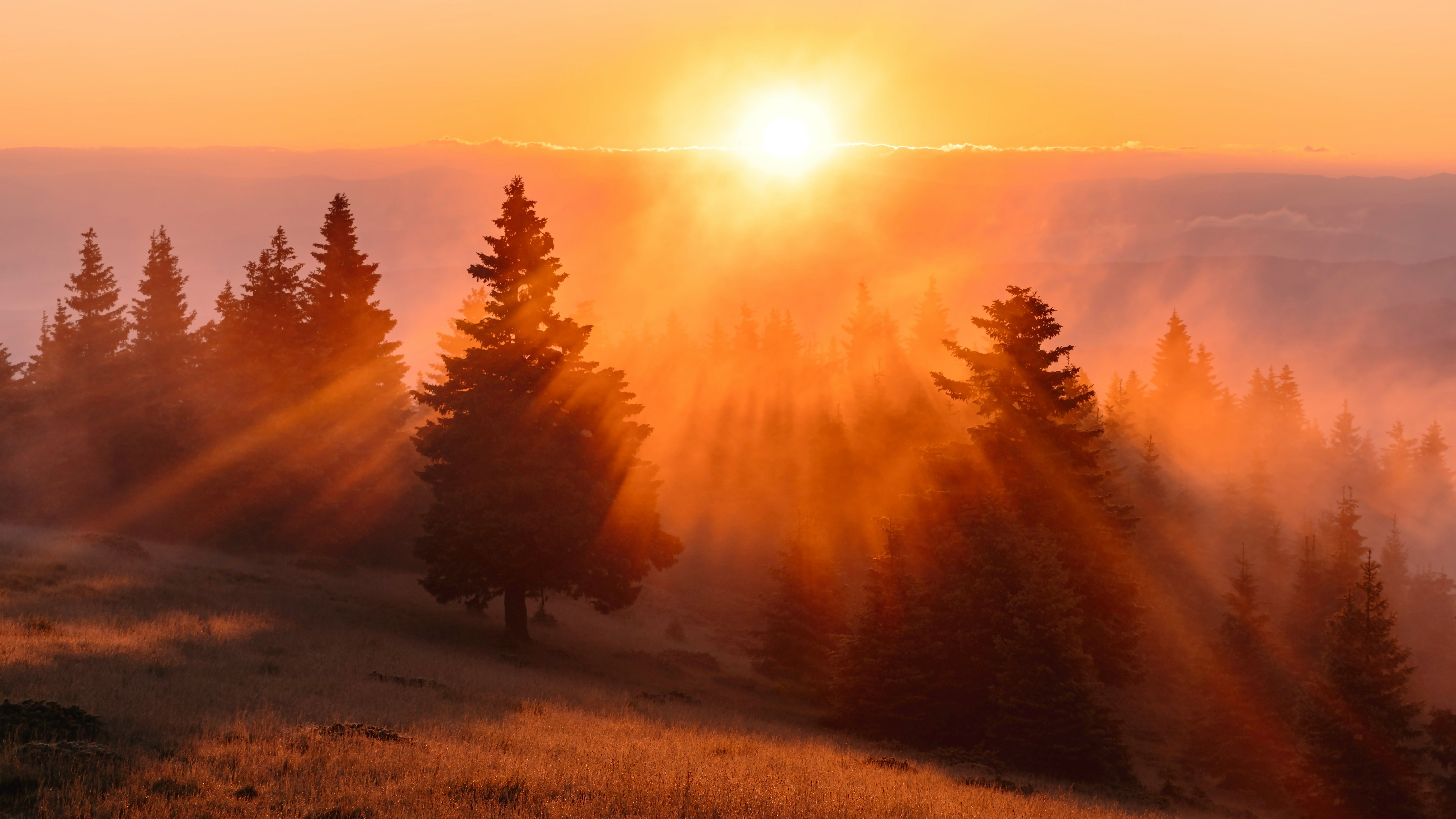 sun rise over the woods