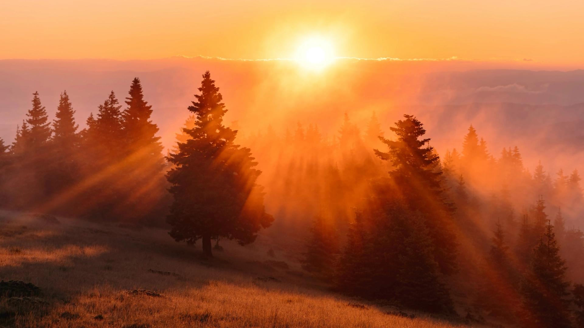 sun rise over the woods