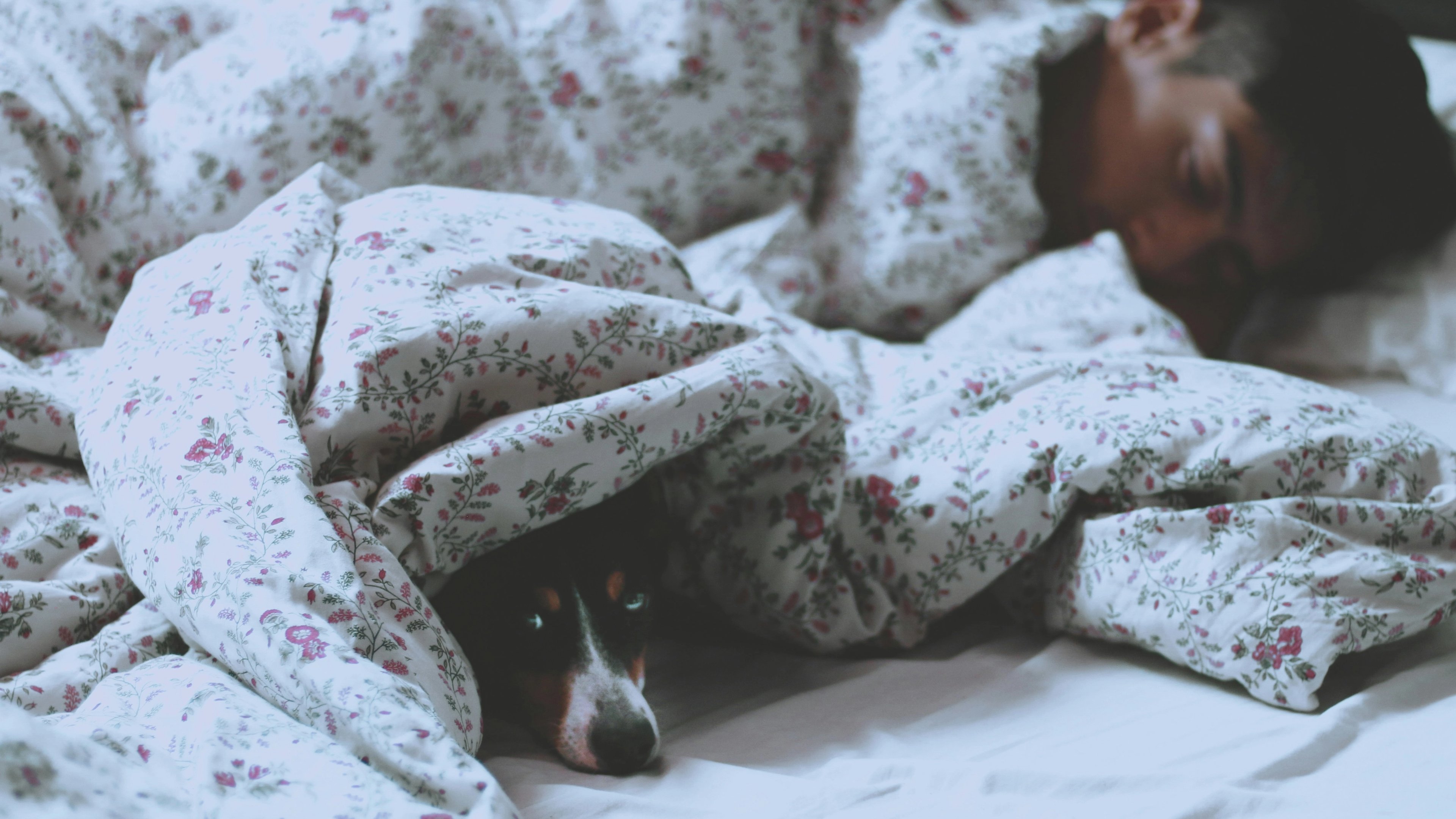a man and a dog are sleeping in a bed under a blanket .