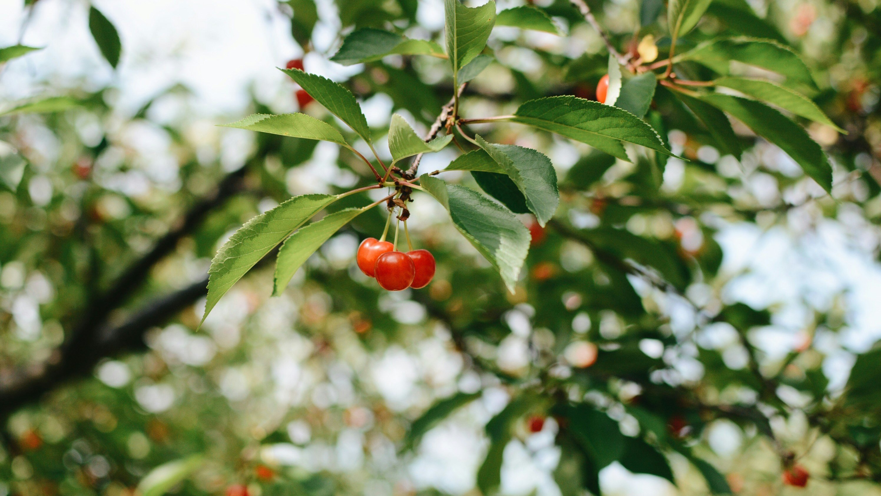 A bunch of tart cherries hanging from a tree branch
