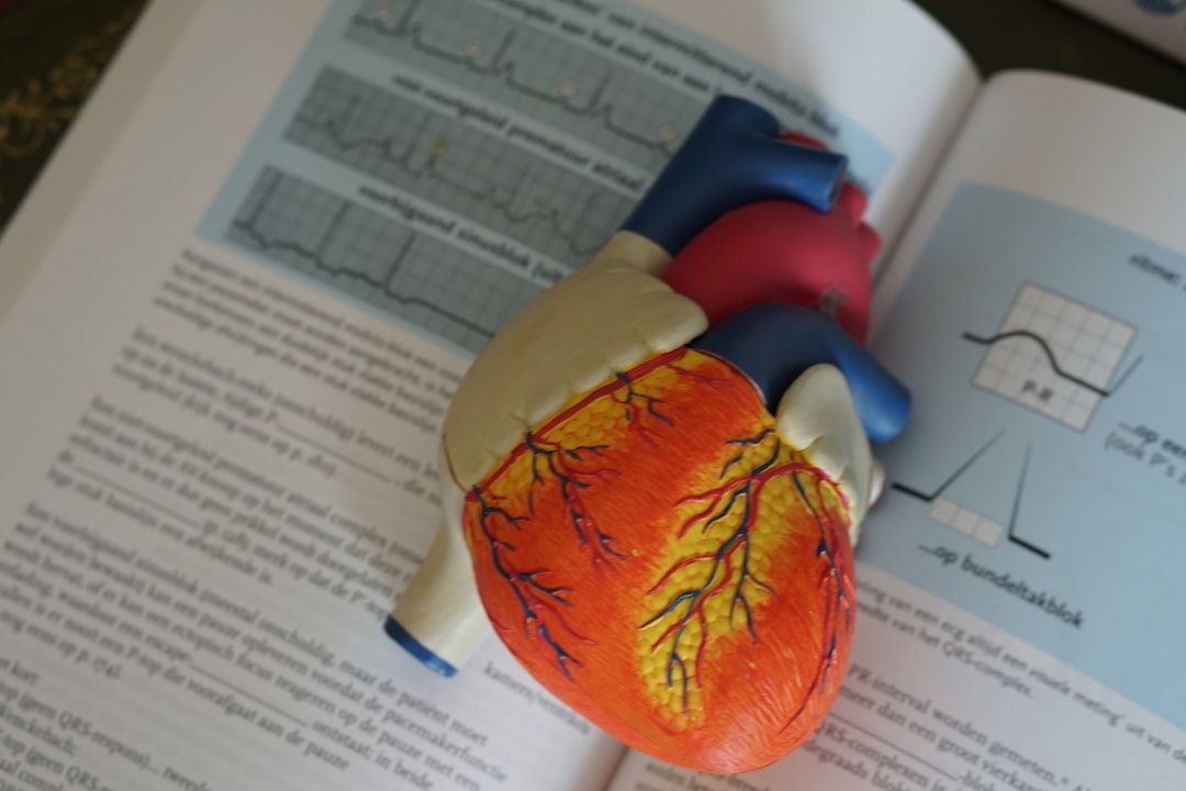 Heart model to explain how the heart works to patients - Photo by Robina Weermeijer on Unsplash