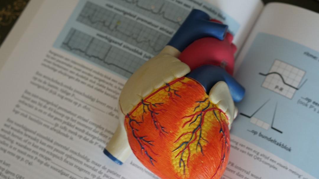 Heart model to explain how the heart works to patients - Photo by Robina Weermeijer on Unsplash