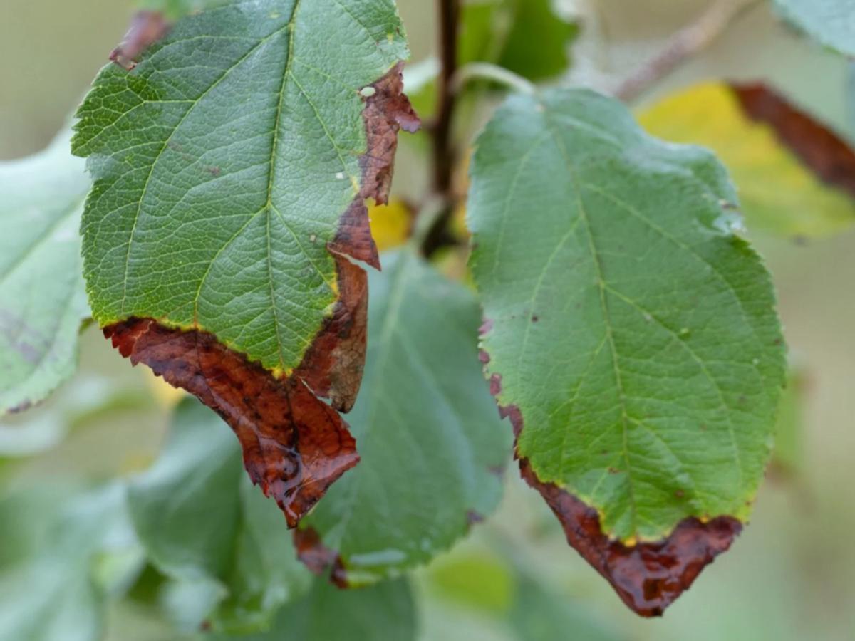 Common Tree Diseases