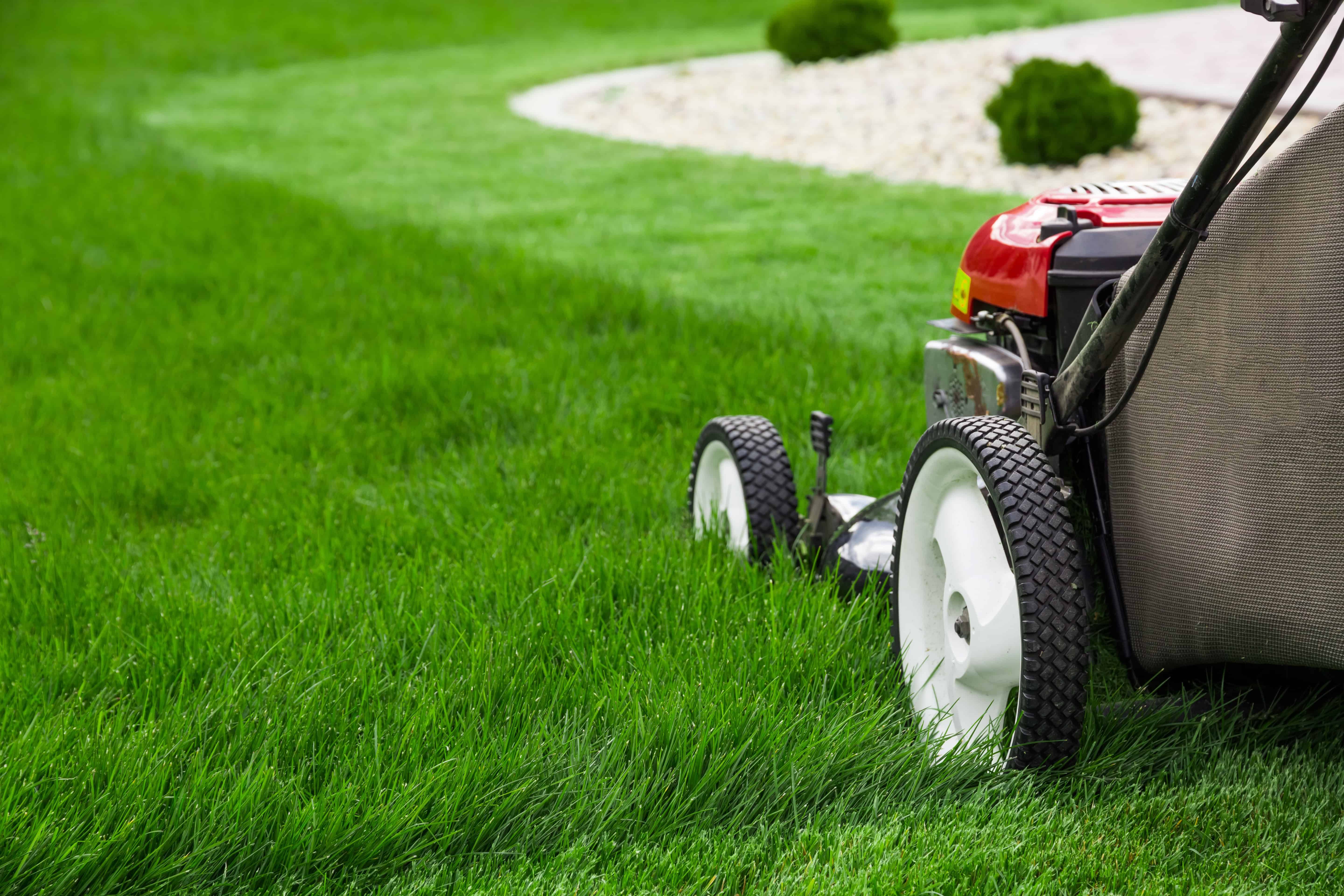 Lawn maintenance service with fresh mowing, edging, and trimming for a healthy yard