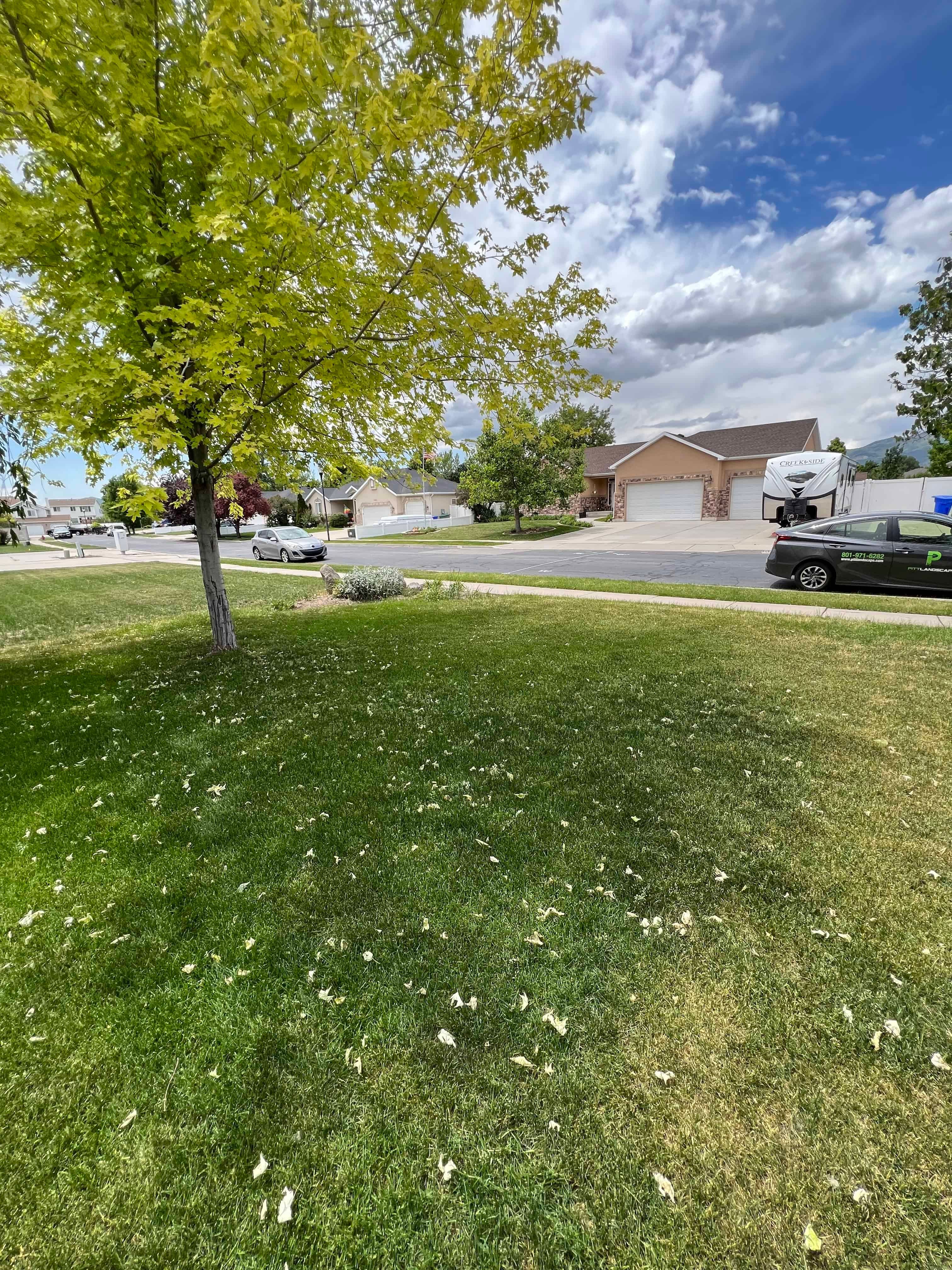 Before photo of front yard grass in West Jordan, Utah prior to landscape renovation.