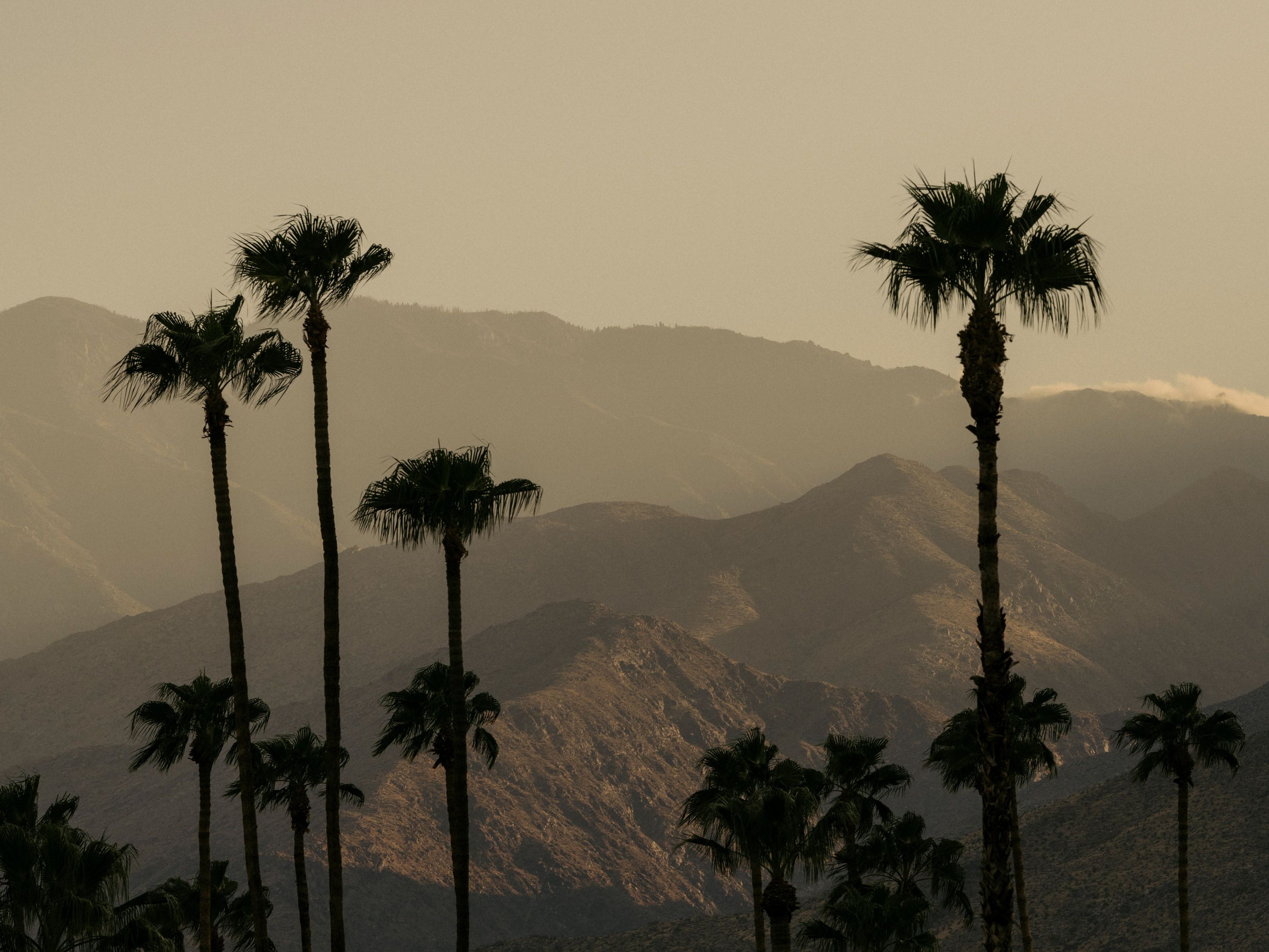 Palm Trees