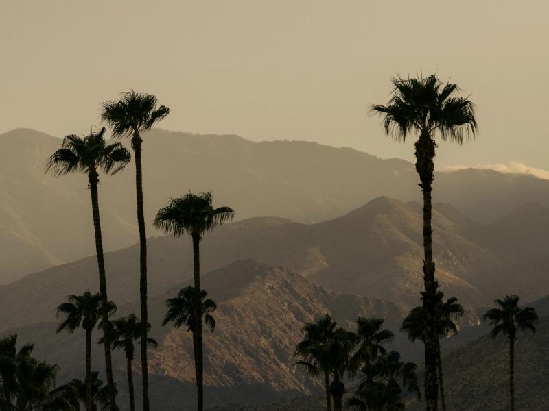 Palm Trees