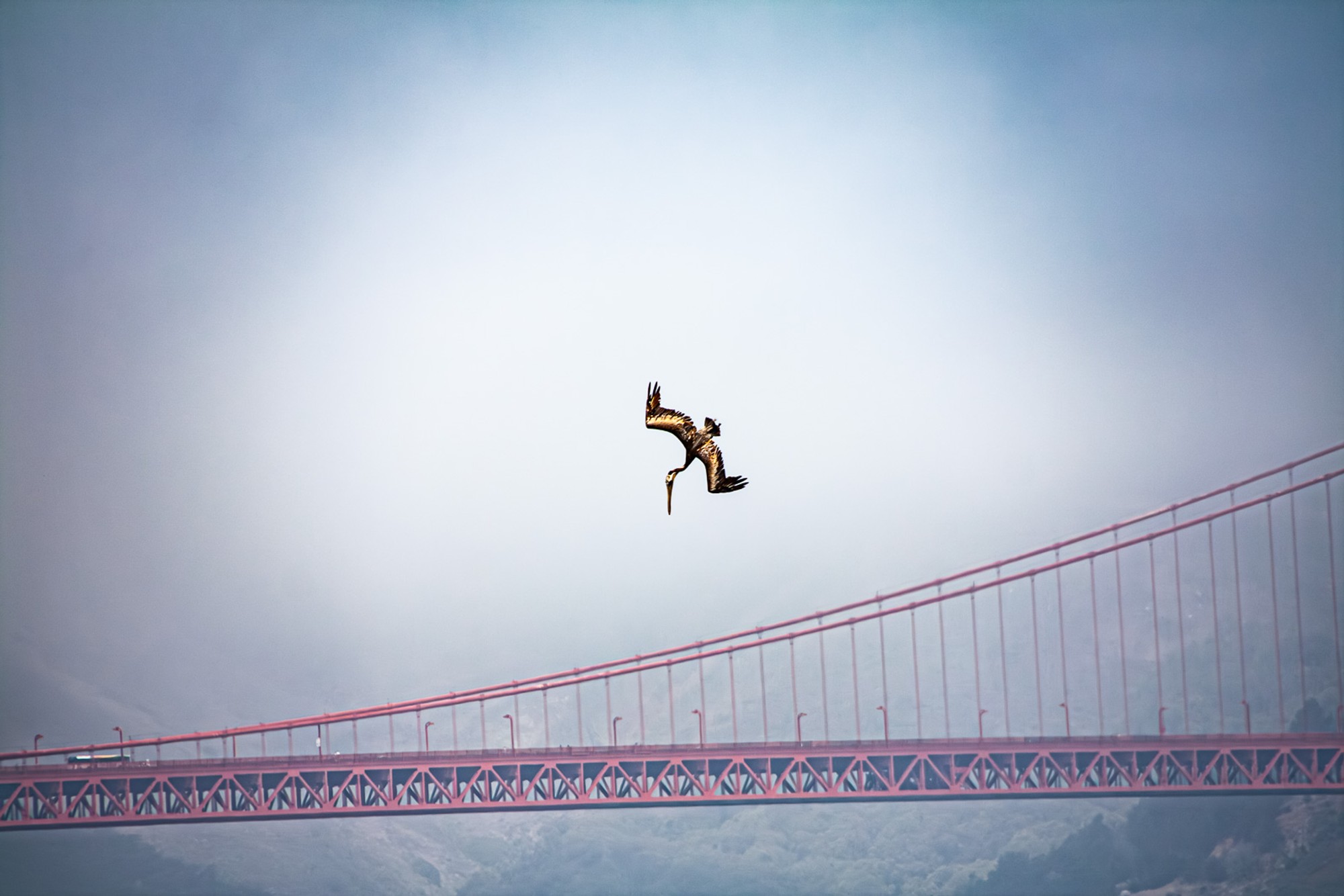 A golden-brown pelican in flight over the Bay, small against a pale grey sky, the Golden Gate Bridge visible far below. The bird is effortless