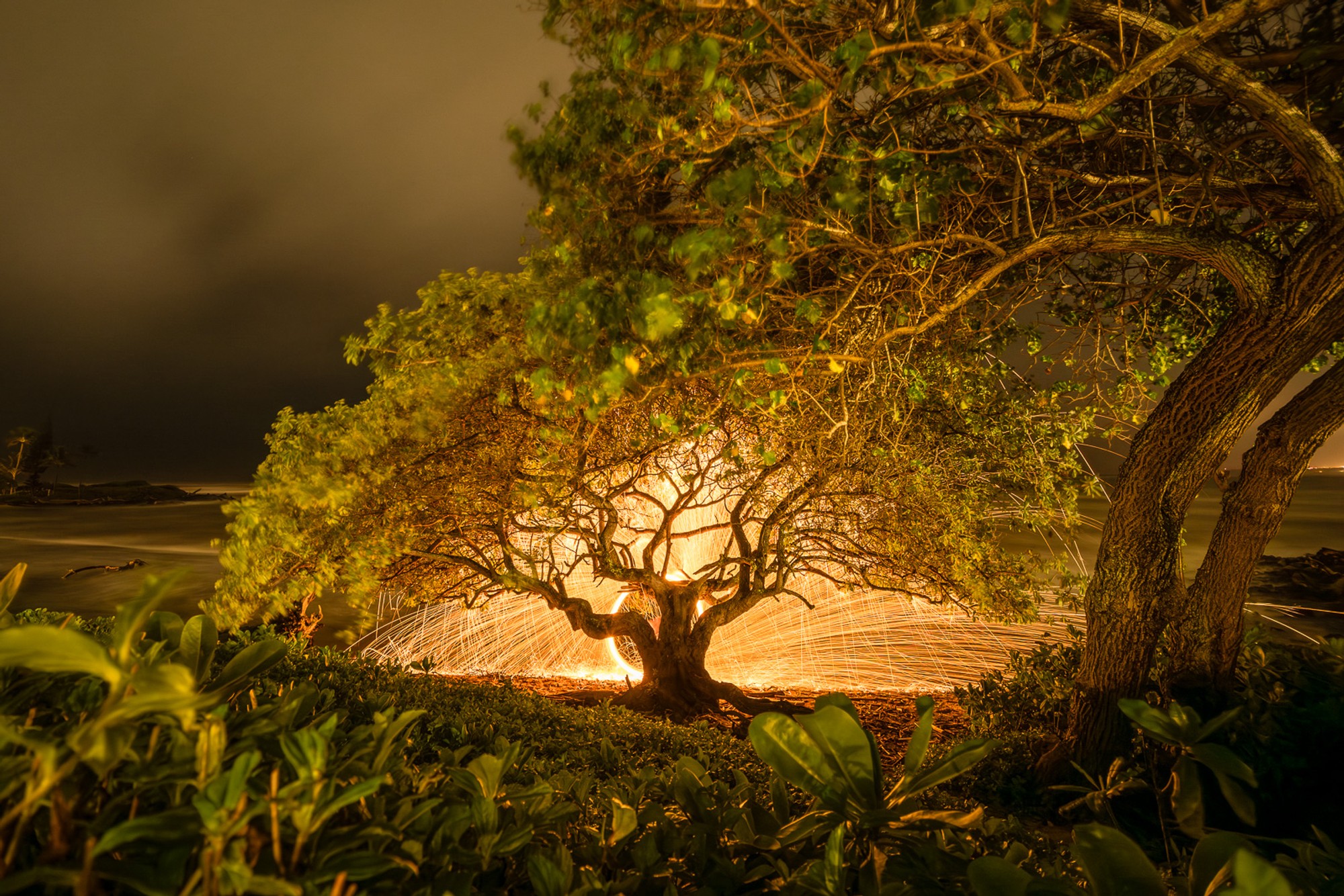 A single tree on Kauai, lit from below in deep orange-red against a completely dark sky. The branches glow as though burning from within - an image that looks like it should be impossible.