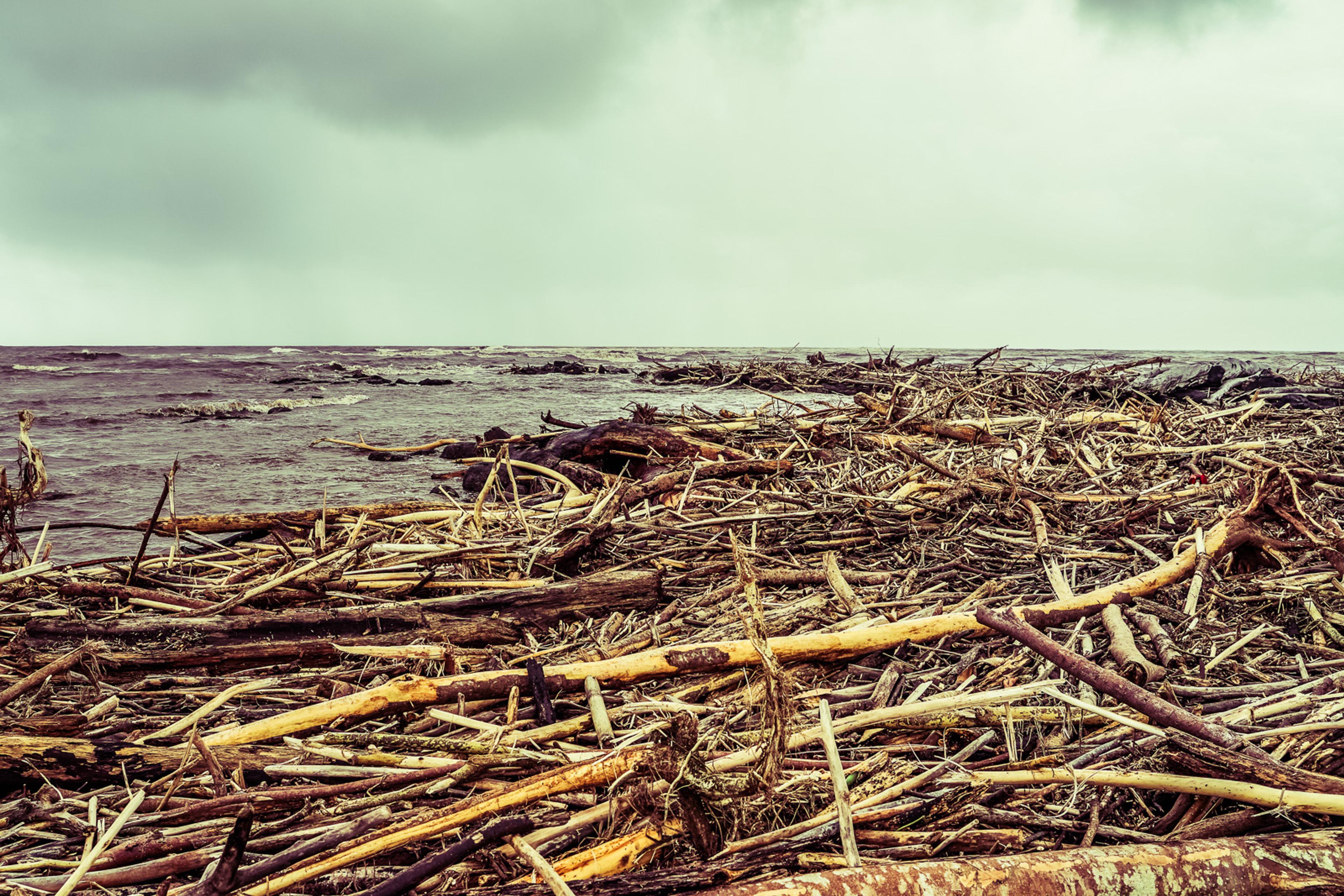 A Kauai beach the morning after a storm, the foreshore buried under layers of pale driftwood and debris. The sea has returned to calm