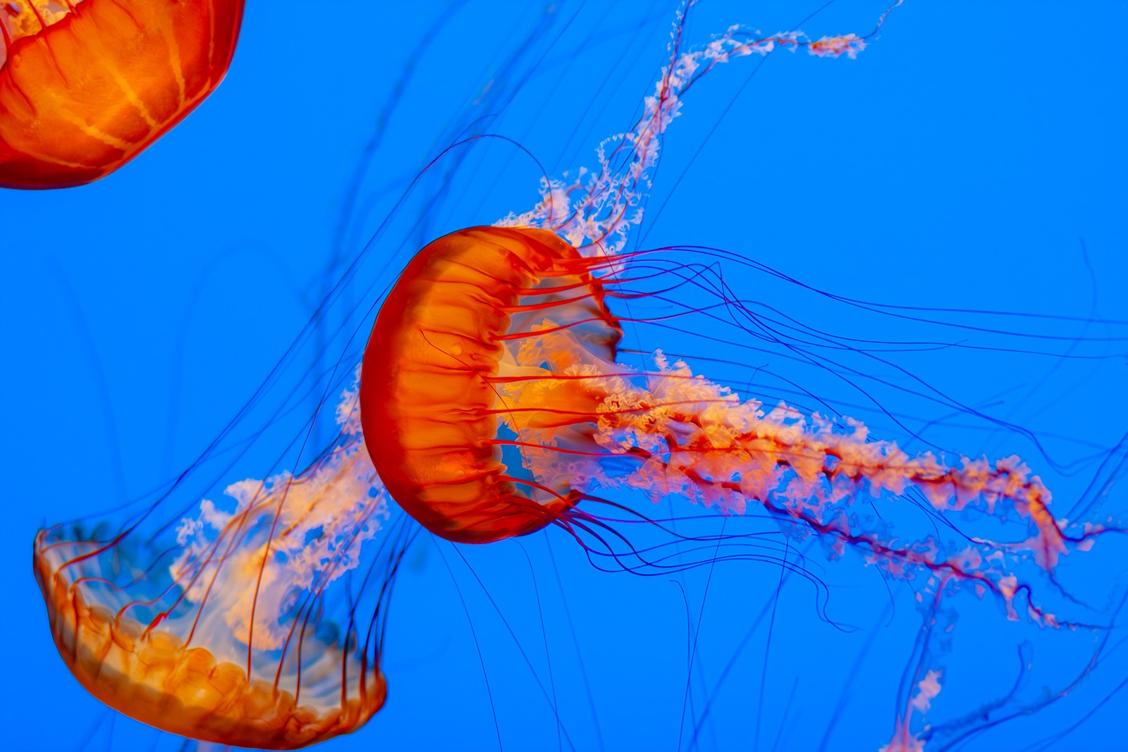 A Pacific sea nettle photographed from close up water, its translucent orange bell and trailing tentacles suspended against vivid blue. Delicate and electric - colour that the ocean produces entirely on its own terms.