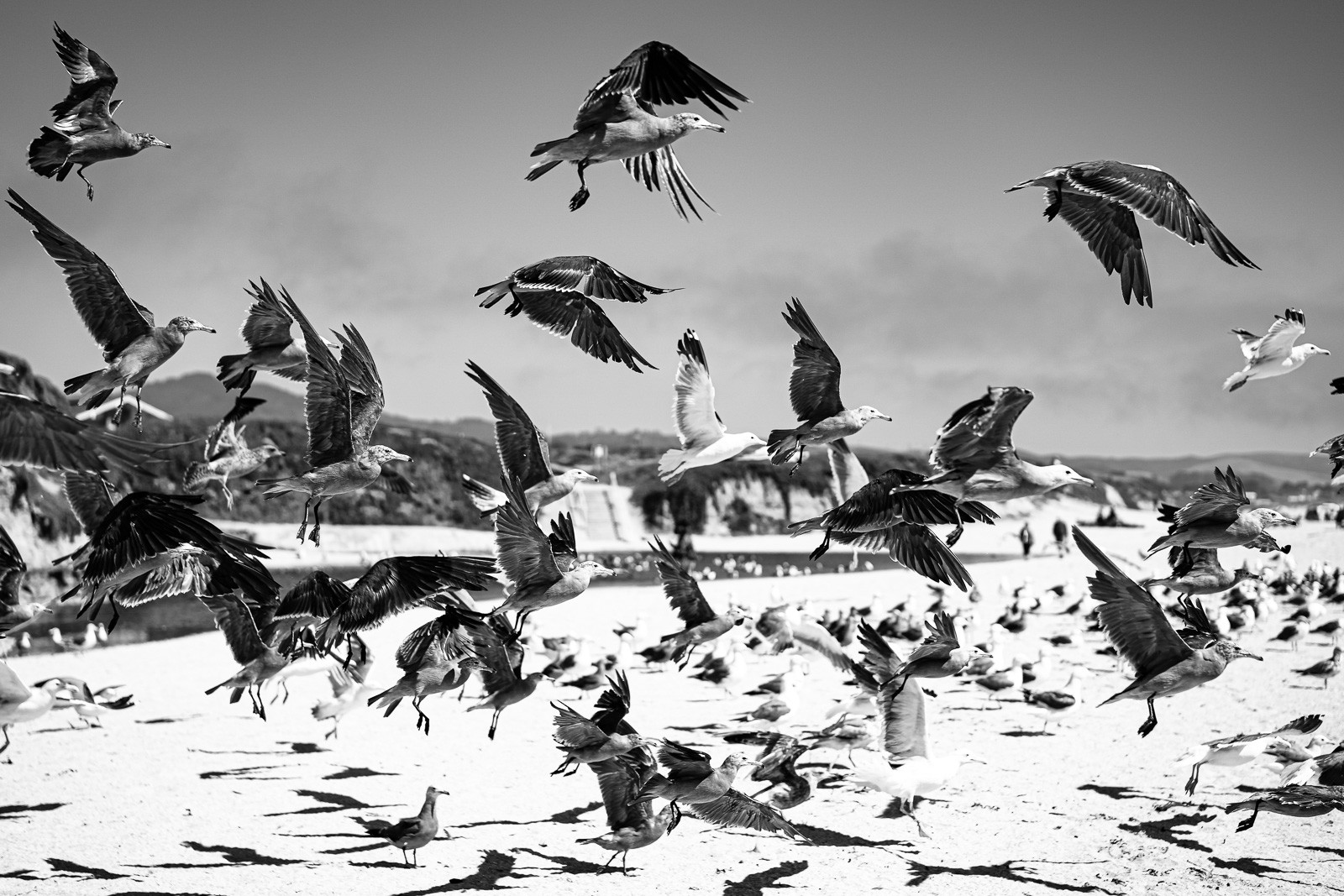 A flock of birds caught mid-flight above Half Moon Bay in black and white, the pale shapes scattered at different angles against a grey sky. Collective motion, briefly made still.
