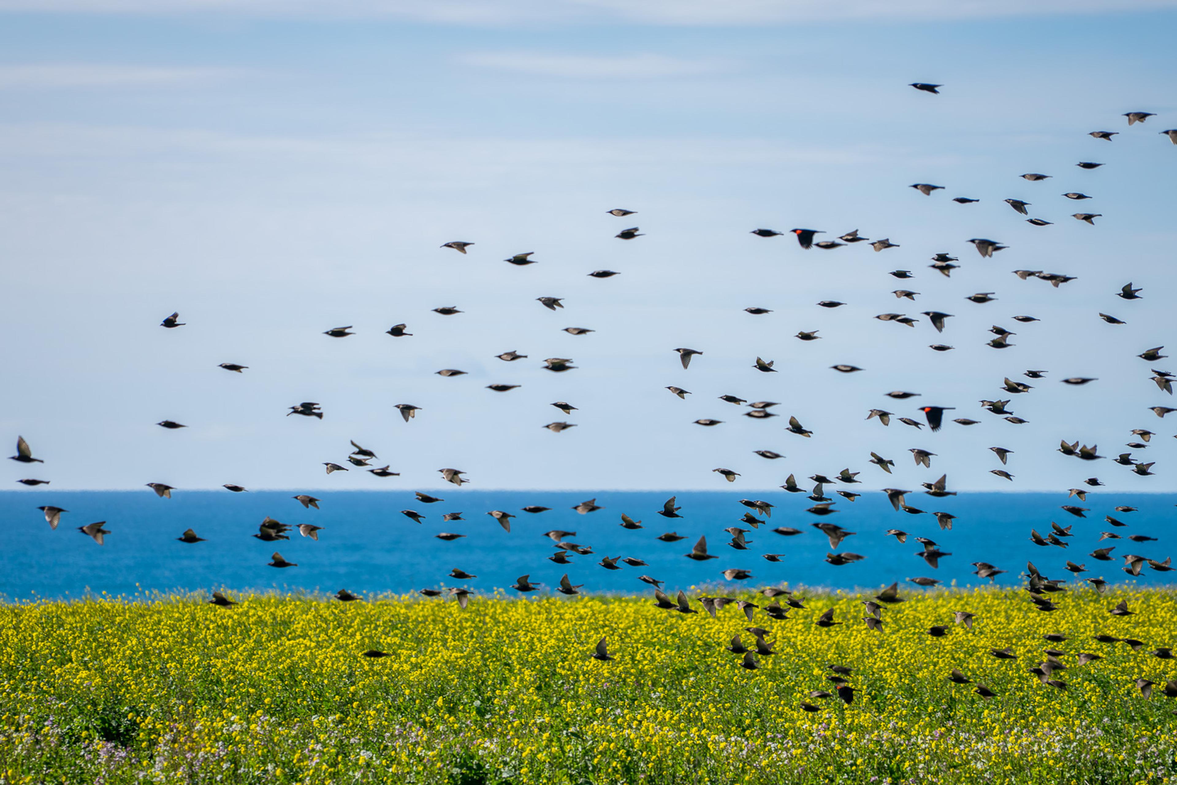 A large flock of birds rising above the Big Sur coast against a pale grey sky, the Pacific just visible below. Dozens of birds at different heights and angles - collective motion, held still.