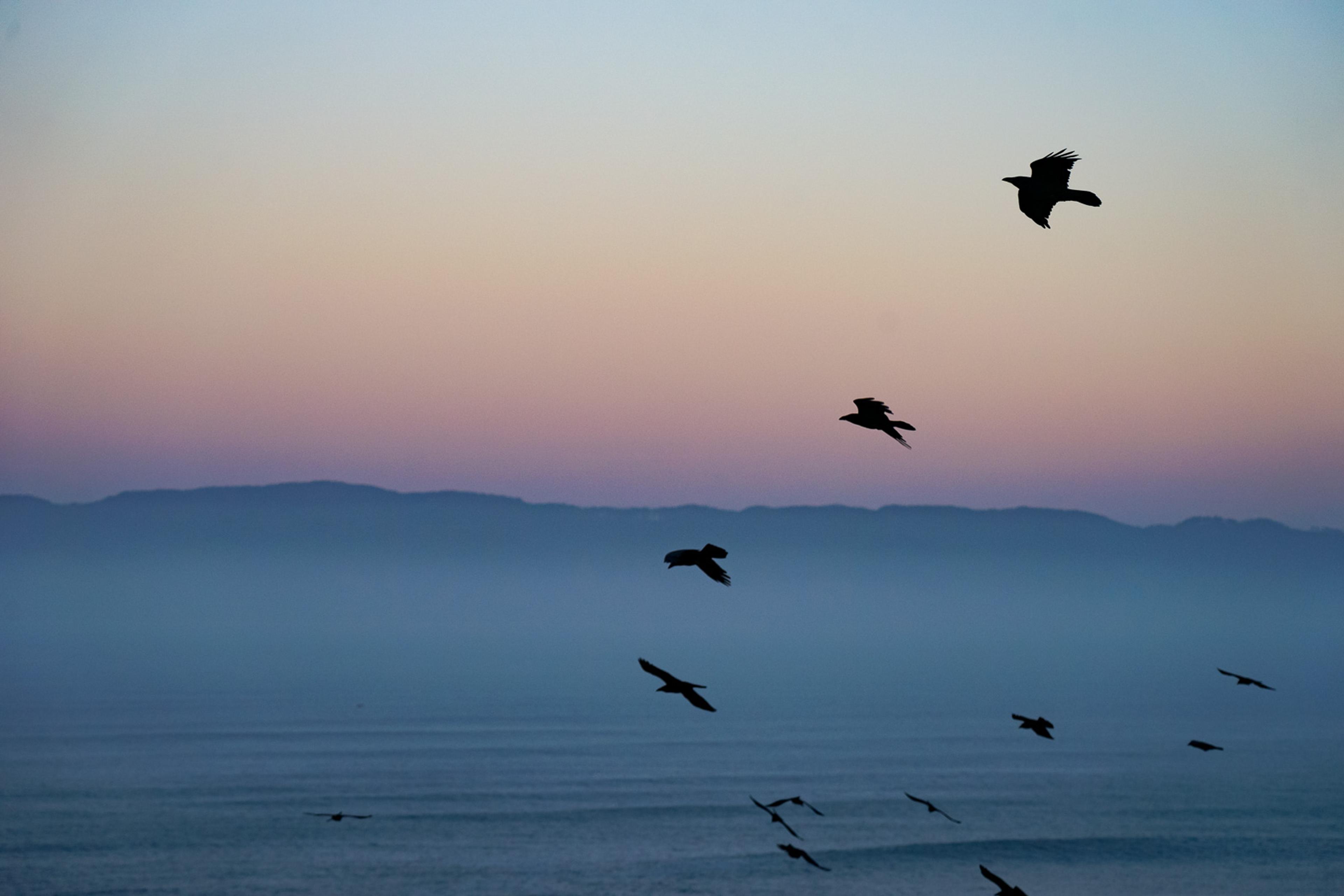 Several large birds caught mid-flight at dusk over Point Reyes, silhouetted against a sky of pink and soft blue. Wings fully extended, each bird at a different angle - a moment that existed for less than a second.