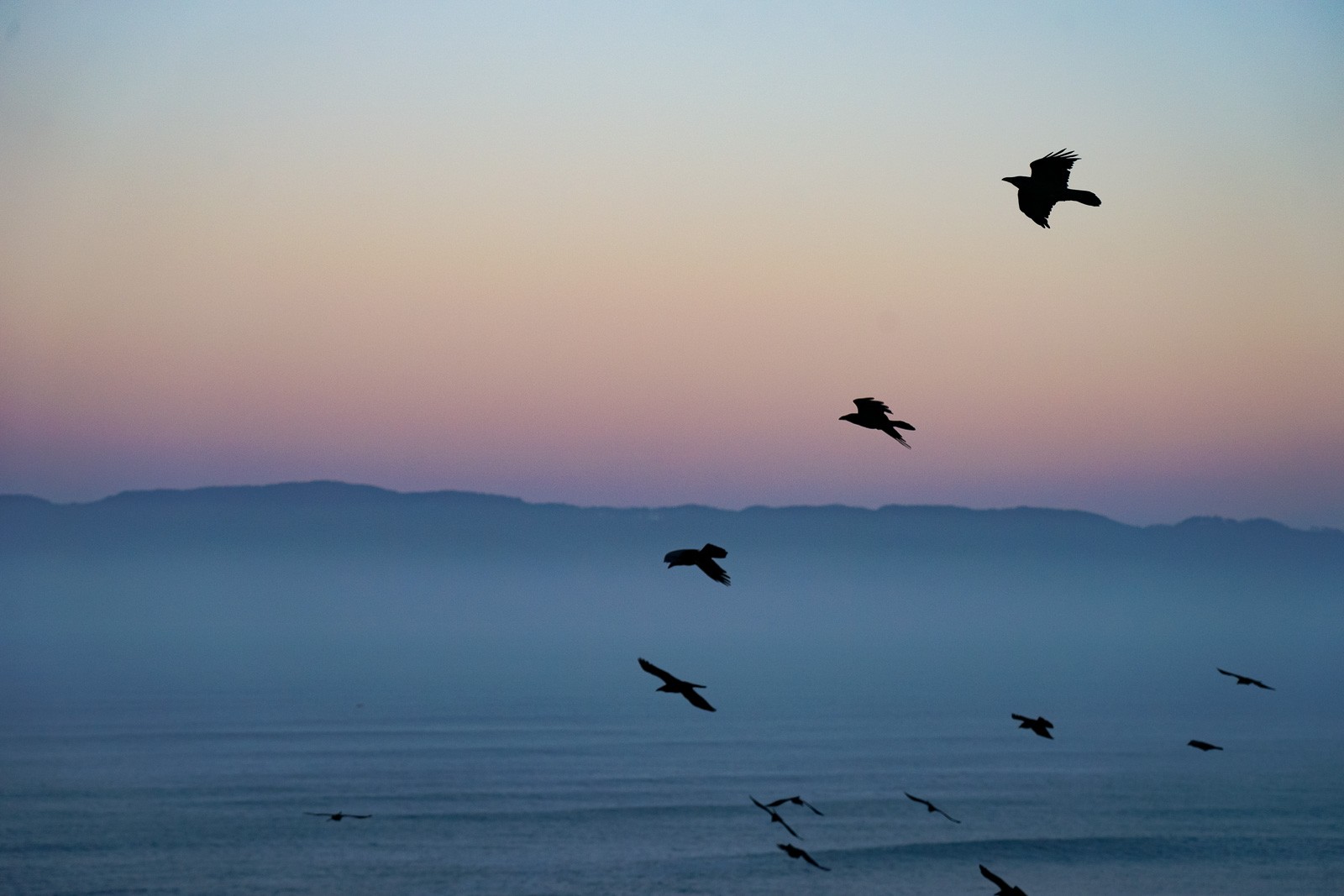 Several large birds caught mid-flight at dusk over Point Reyes, silhouetted against a sky of pink and soft blue. Wings fully extended, each bird at a different angle - a moment that existed for less than a second.
