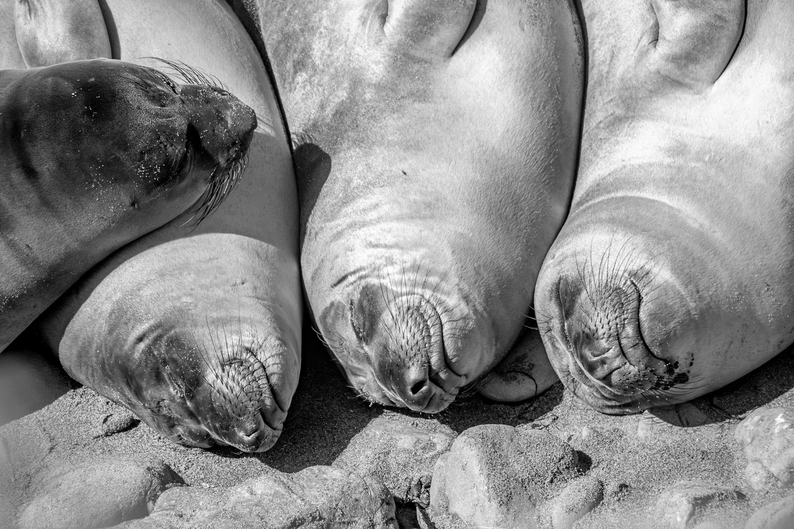 Three elephant seals and an intruder resting together on a San Simeon beach, in black and white. The animals are pressed close, eyes closed, indifferent to everything - the weight and texture of them fully present in the frame.
