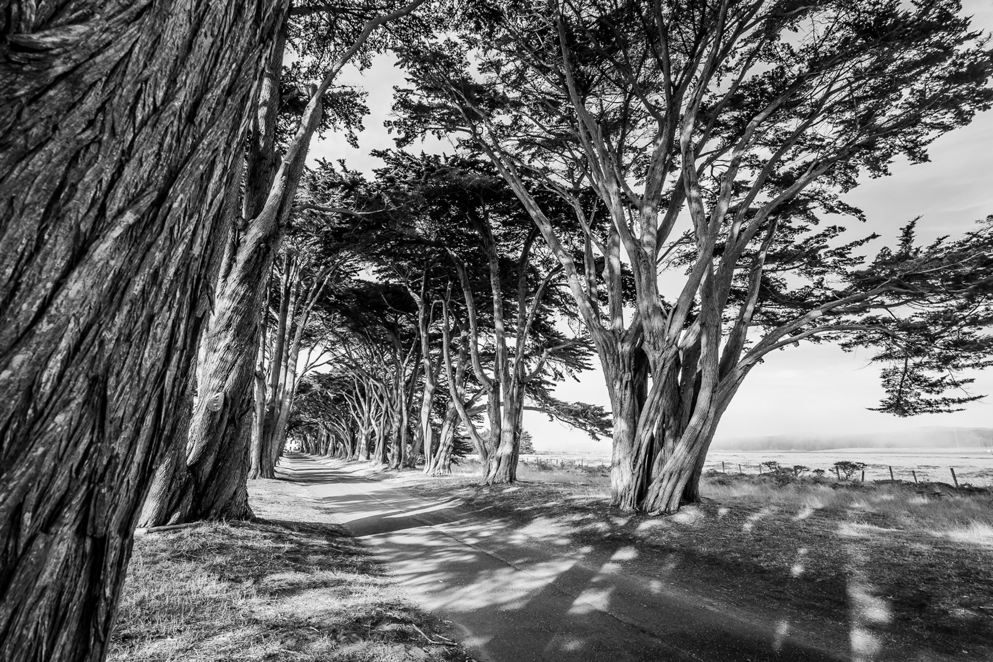 A path through mature cypress trees at Point Reyes, photographed in black and white. The dense dark trunks form columns on either side, the canopy closing overhead, the trail disappearing into deep shadow.