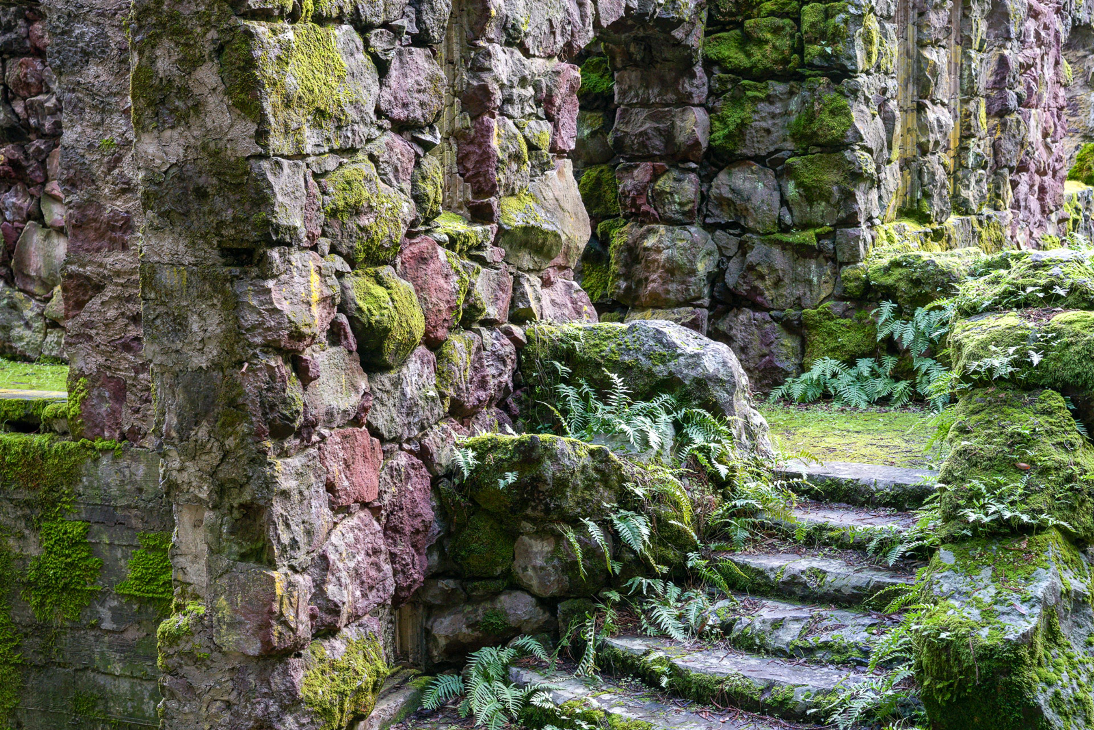 The moss-covered stone stairs of Jack London's Wolf House wind upward through dense Sonoma forest, ferns growing from the walls on either side. The house burned before it was finished