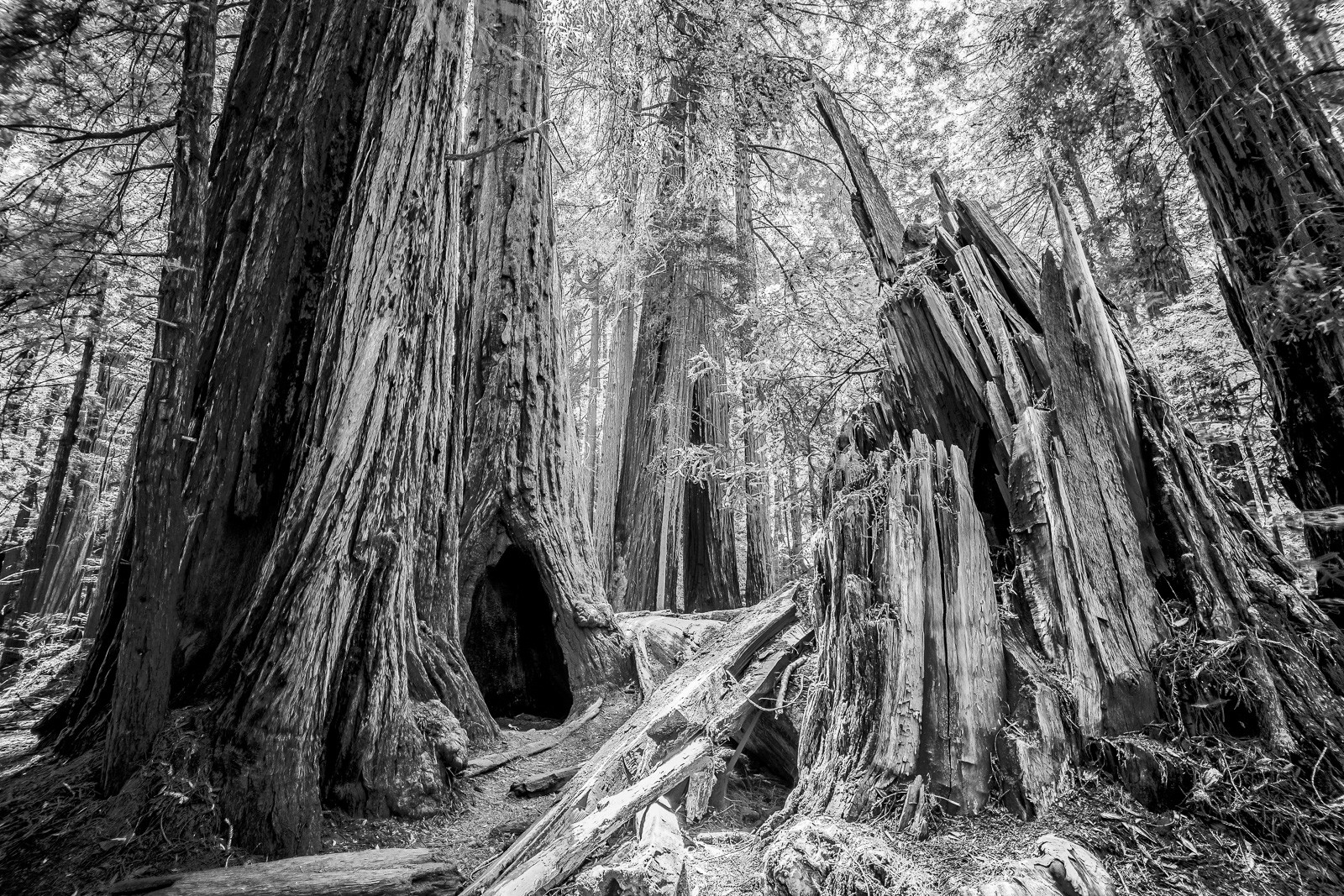 The trunk of a coastal redwood in Muir Woods, the massive column of bark rising toward a distant canopy. The forest floor is dark