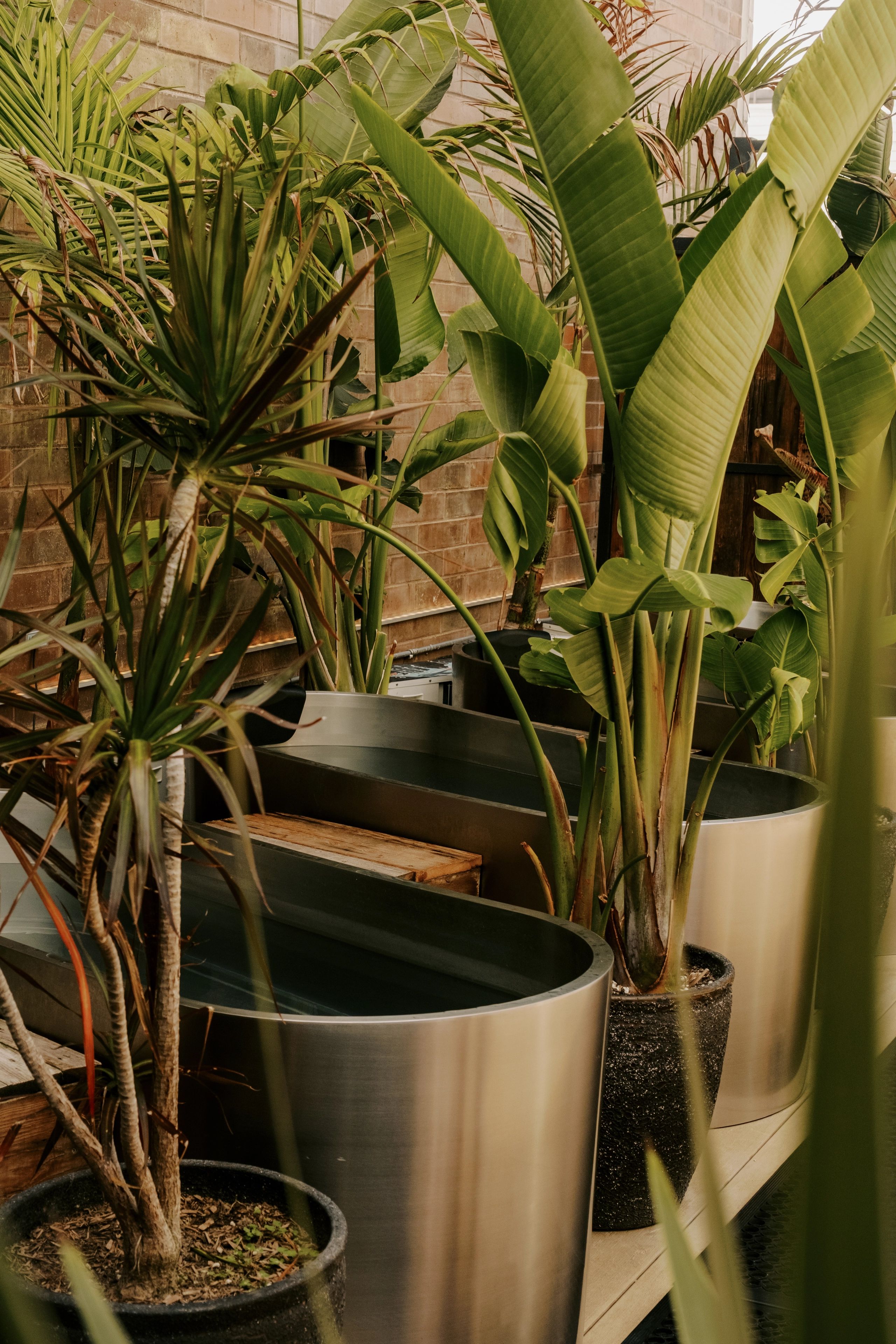 Cold plunge tubs surrounded by lush green plants.