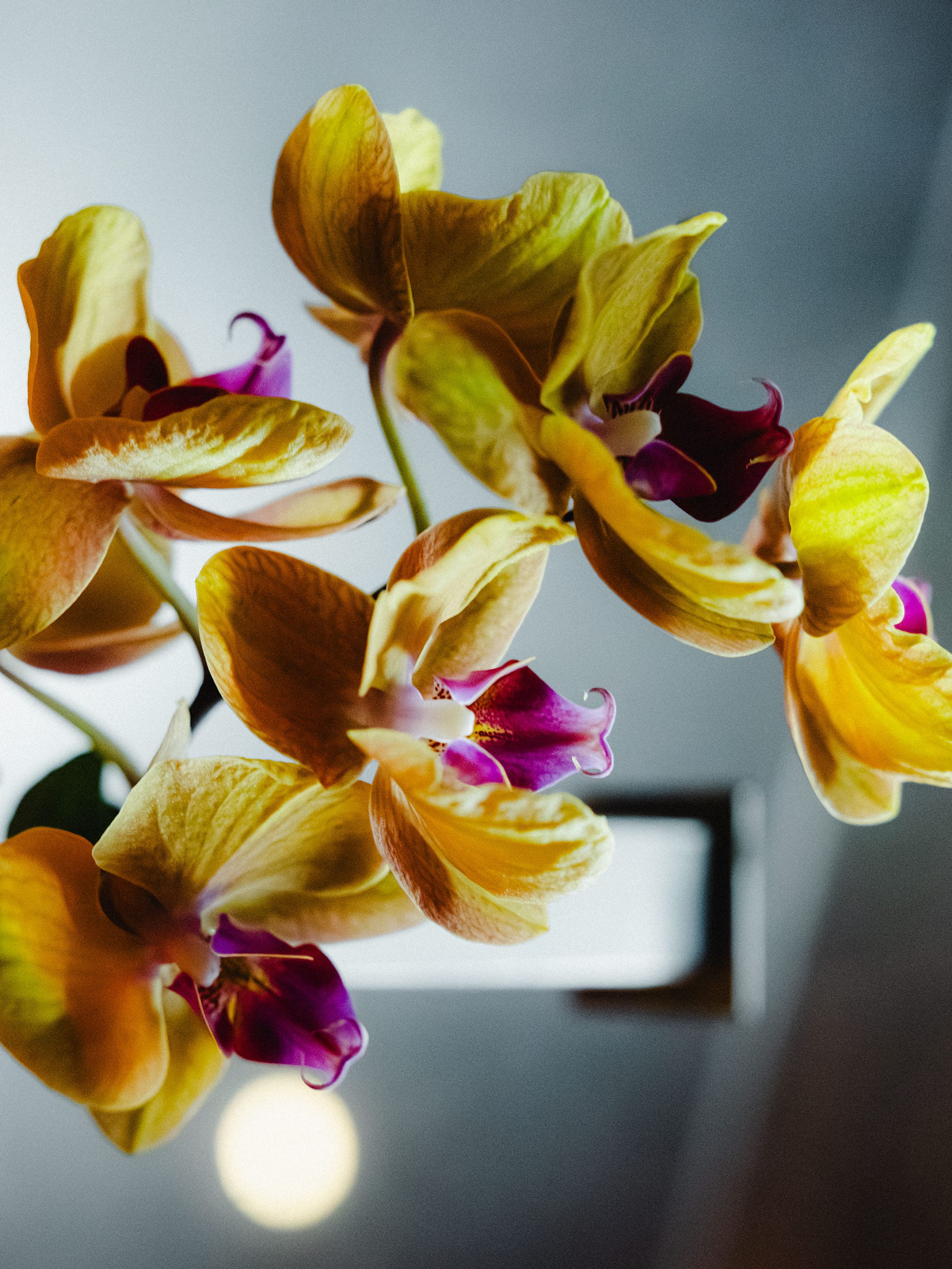 Yellow and purple orchids at an Ellipsis event.