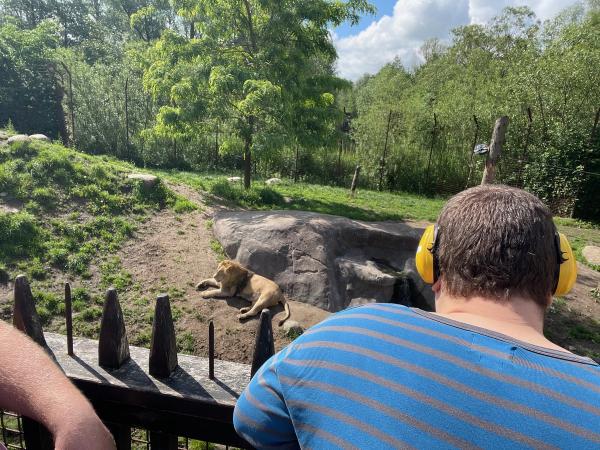 Carl kigger på løver i Zoo