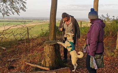 Dog parkour training