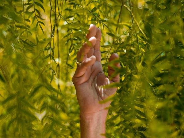 Une main au milieu de plantes