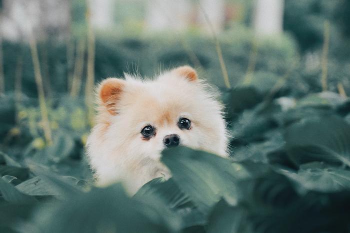 Un chiot au milieu de plantes