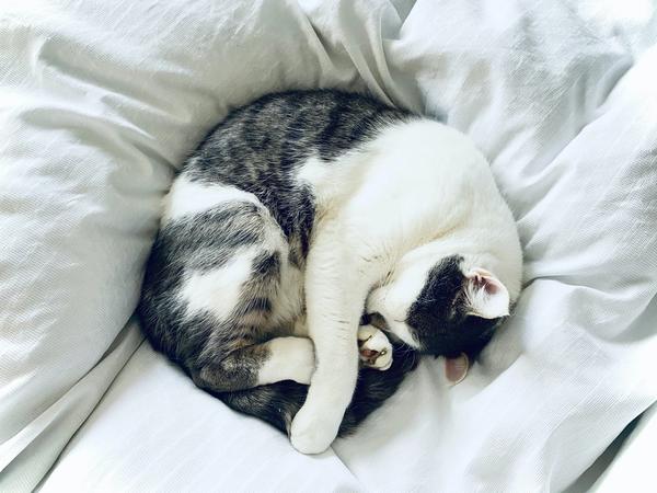 Un chat en train de dormir sur un lit