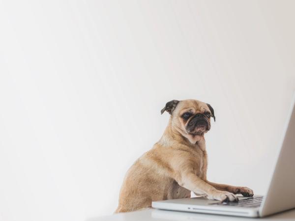 Un chien faisant des cours en ligne sur un ordinateur