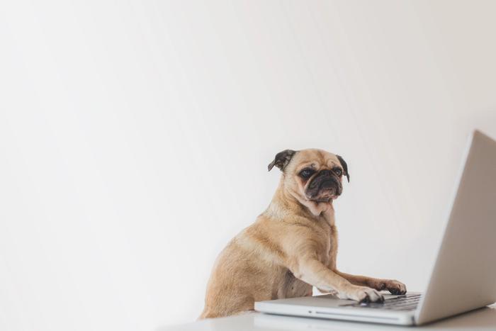 Un chien faisant des cours en ligne sur un ordinateur