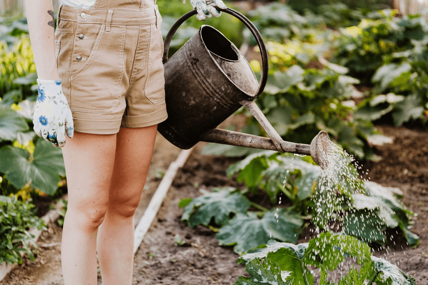 Une personne en train d'arroser un jardin