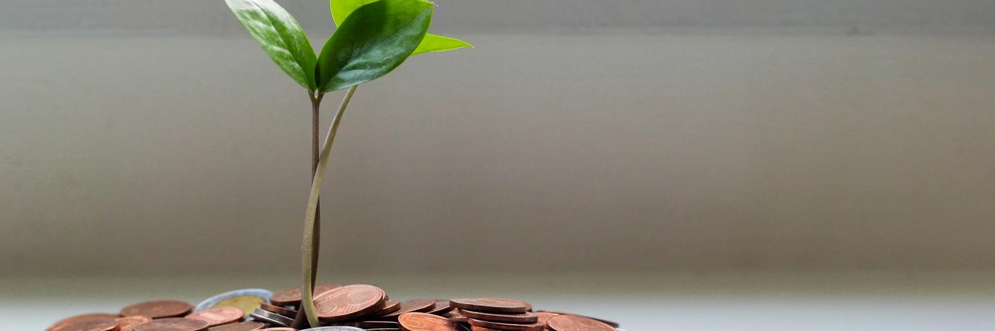 Une plante qui pousse dans un tas de pièces