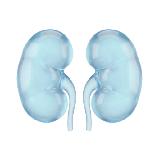 Kidneys