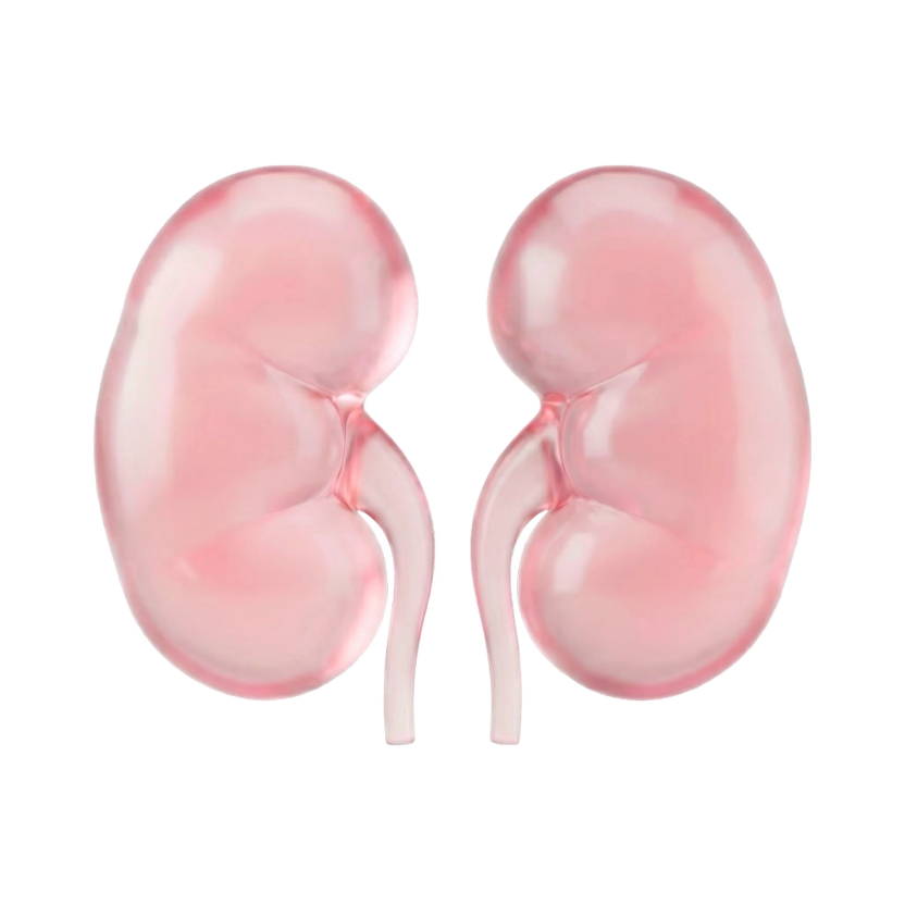 Illustration of human kidneys
